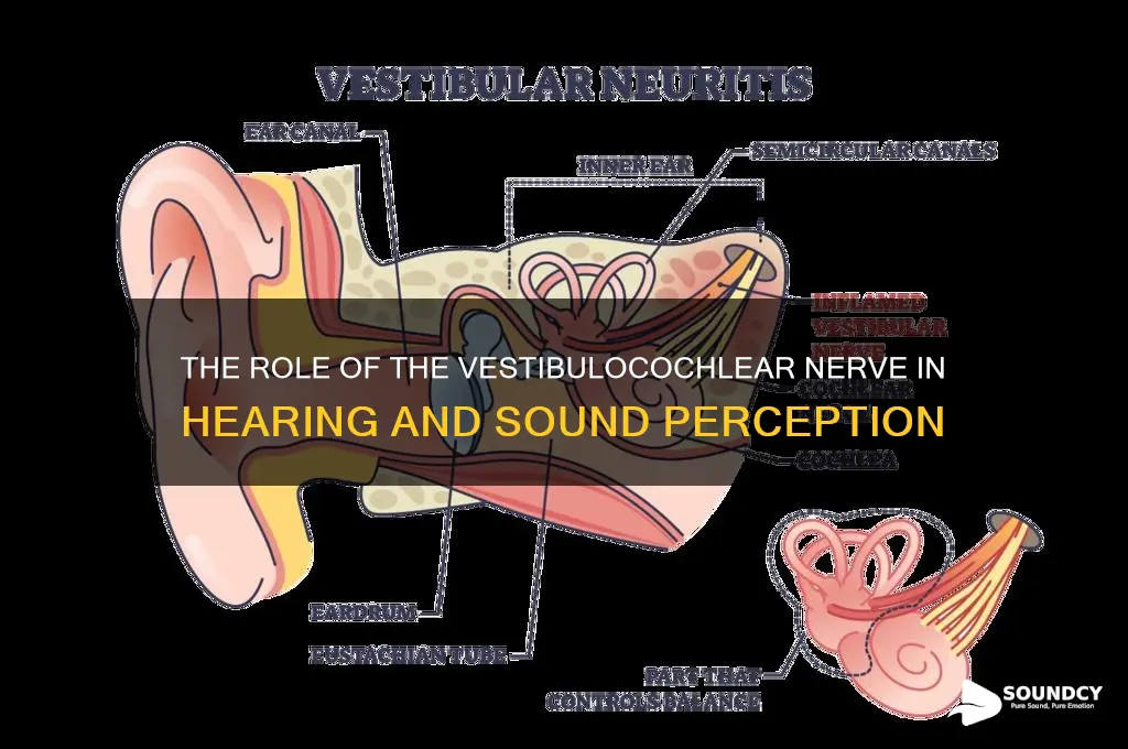 what cranial nerve associates sound