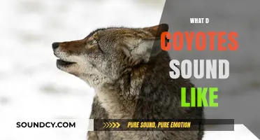 Unveiling the Eerie Howls: What Do Coyotes Sound Like?