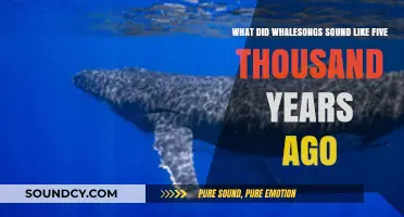 Echoes of the Past: Unraveling the Ancient Melodies of Whales
