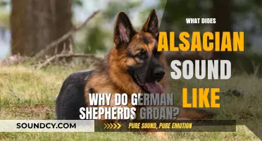 Exploring the Unique Sounds and Rhythms of Alsatian Speech
