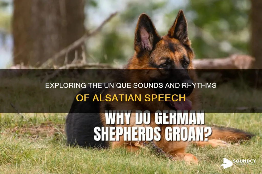 what dioes alsacian sound like