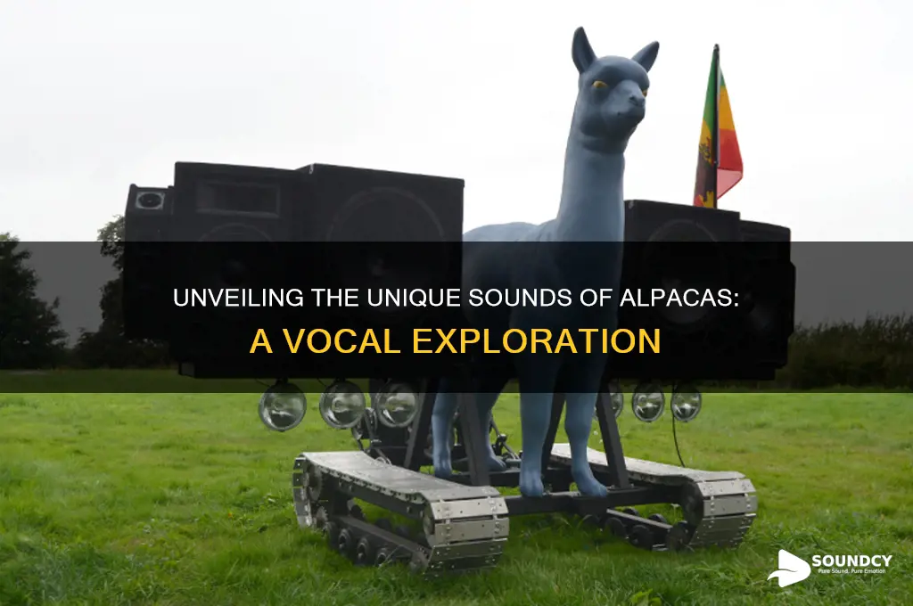 what do alpaca sound like