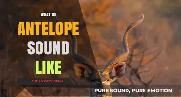Unveiling the Unique Calls: What Do Antelope Sound Like?