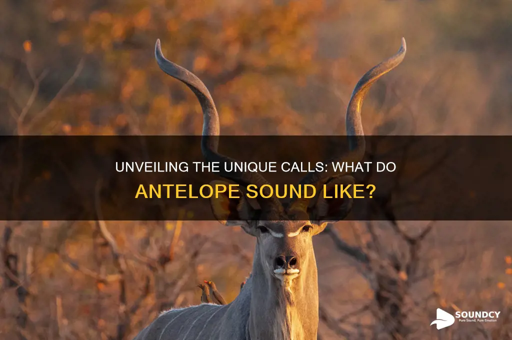 what do antelope sound like