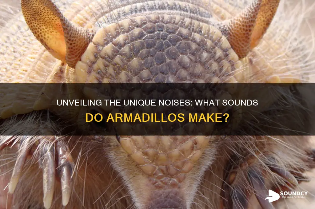 what do armadillo sound like
