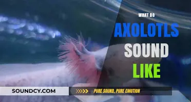 Unveiling the Unique Sounds of Axolotls: What Do They Sound Like?