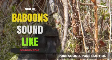 Unveiling Baboon Vocalizations: Exploring the Unique Sounds of Baboons