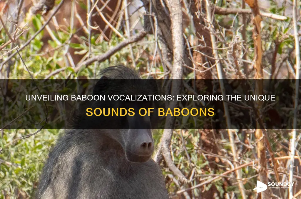 what do baboons sound like
