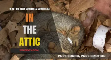 Decoding the Chatter: What Do Baby Squirrels Sound Like in the Attic?