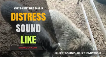 Echoes of the Wild: Understanding Baby Boar Distress Calls