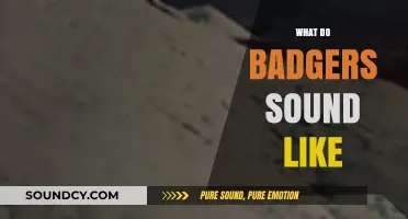 Unveiling the Mysterious Vocalizations: What Do Badgers Sound Like?