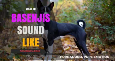 Discover the Unique Yodel-Like Sounds of Basenjis: What to Expect