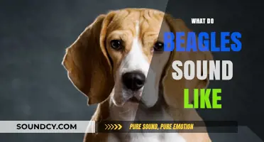 Understanding the Unique Vocalizations: What Do Beagles Sound Like?
