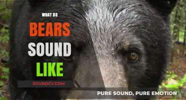 Unveiling the Unique Vocalizations: What Do Bears Sound Like?