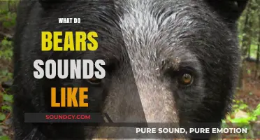 Unveiling the Unique Vocalizations: What Do Bears Sound Like?