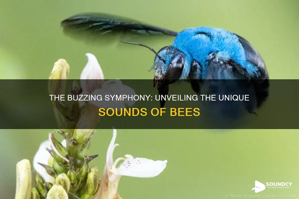 what do bees sound like