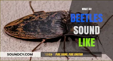 Exploring the Unique Sounds of Beetles: What Do They Sound Like?