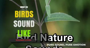 Exploring the Diverse and Enchanting Sounds of Birds in Nature