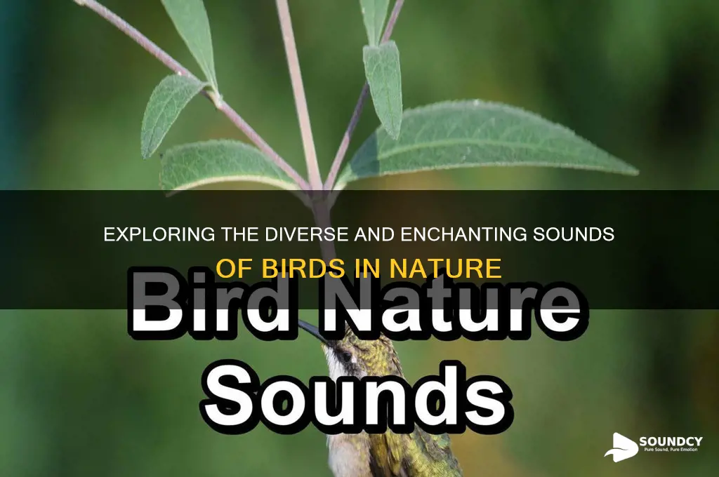what do birds sound like