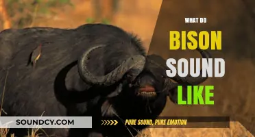 Unveiling the Majestic Bison's Unique Vocalizations and Sounds