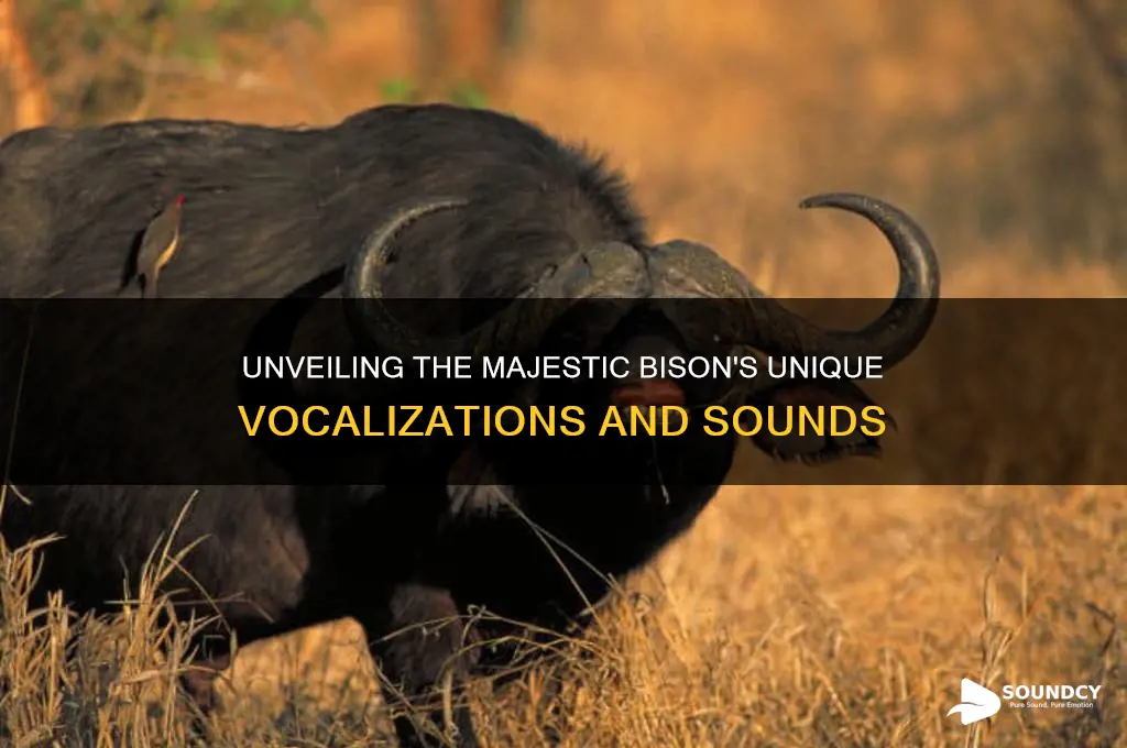 what do bison sound like