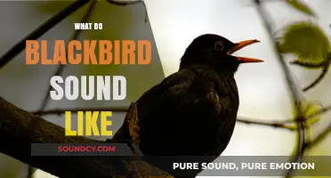 Exploring the Unique and Melodic Songs of Blackbirds in Nature