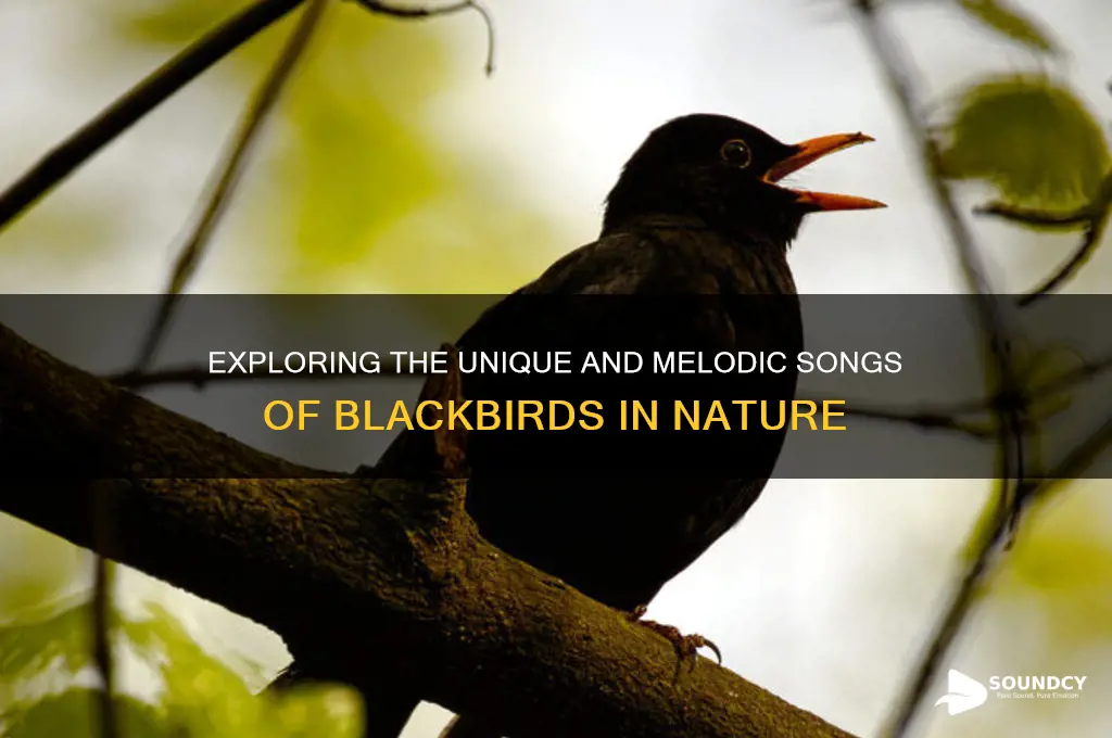 what do blackbird sound like