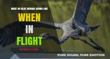Graceful Giants: The Unique In-Flight Sounds of Blue Herons