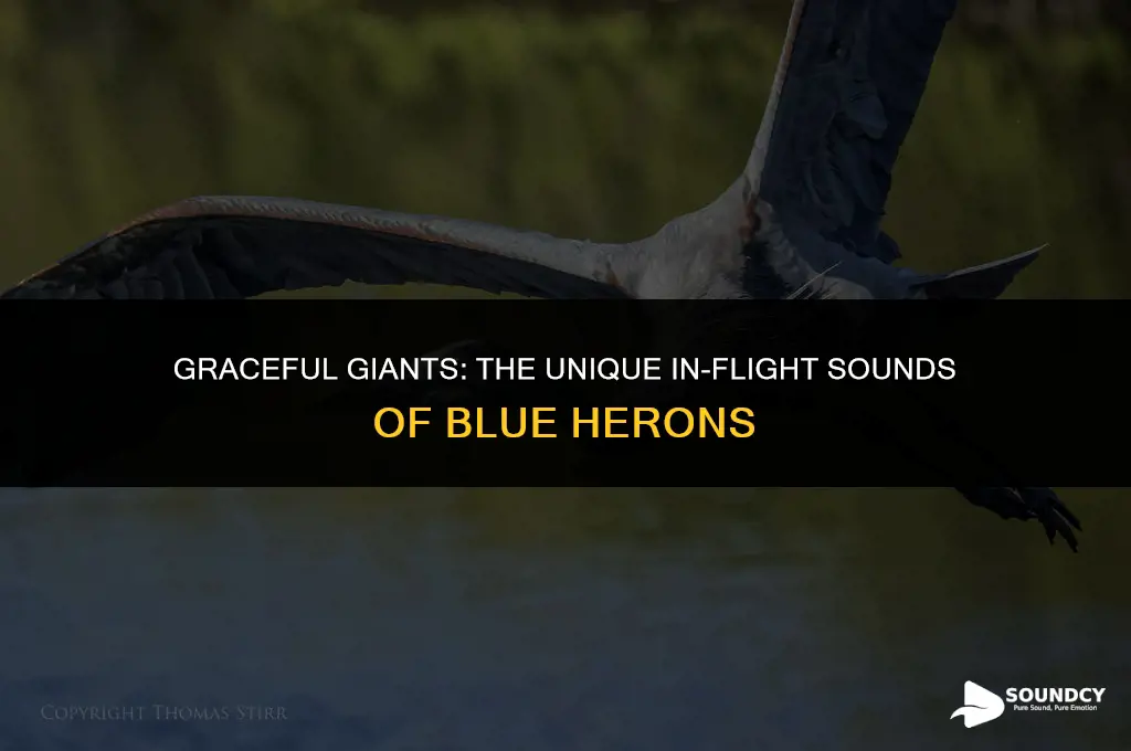 what do blue herons sound like when in flight