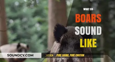 Unveiling the Wild Grunts: What Sounds Do Boars Actually Make?