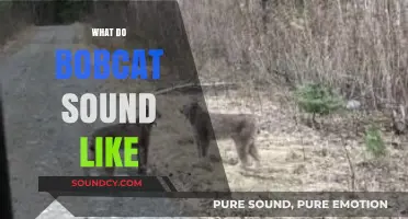 Unveiling the Mysterious Vocalizations: What Do Bobcats Sound Like?