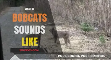 Unveiling the Mysterious Vocalizations: What Do Bobcats Sound Like?