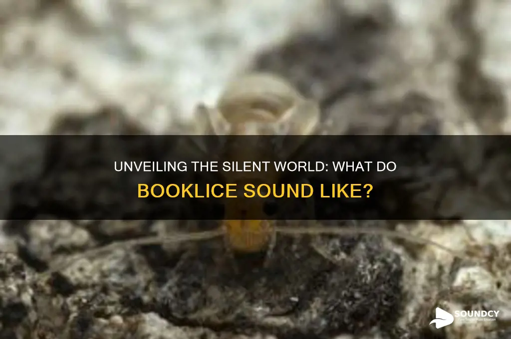 what do booklice sound like