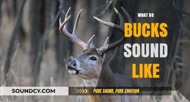 Unveiling the Unique Calls and Sounds of Bucks in the Wild