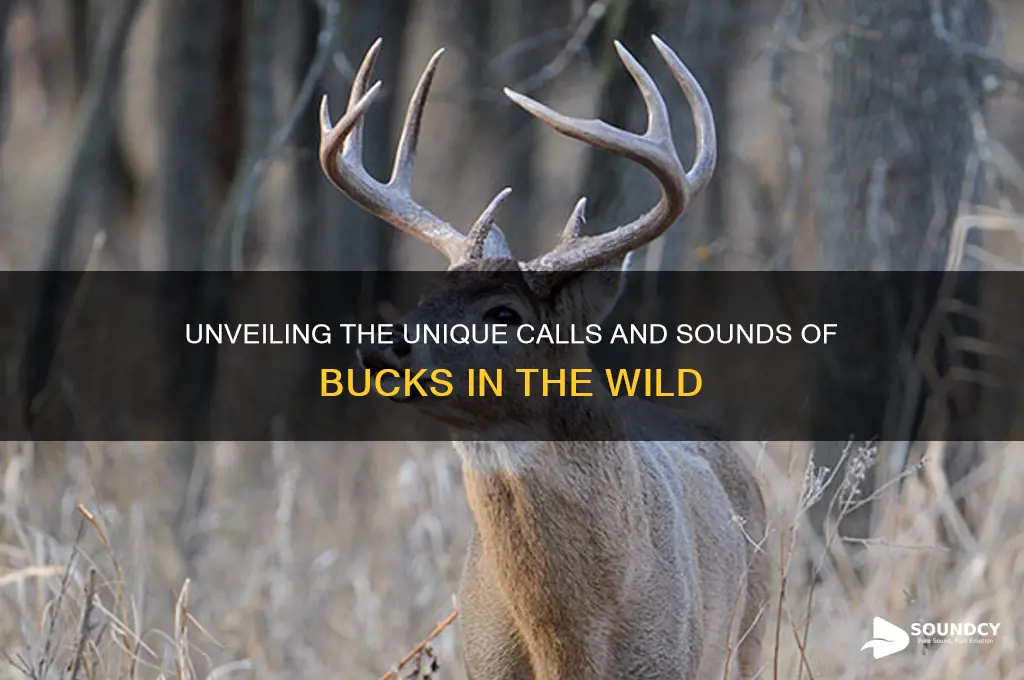 what do bucks sound like