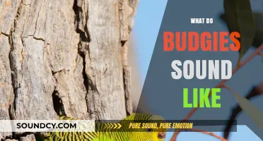 Discover the Charming and Varied Sounds of Budgerigars