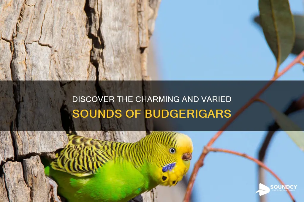 what do budgies sound like
