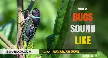 Exploring the Unique Sounds of Bugs: A Guide to Their Noises