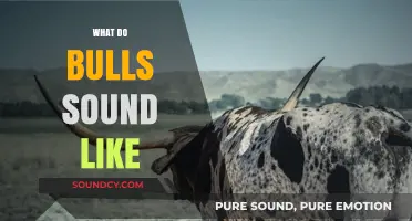 Unveiling the Powerful and Distinctive Sounds Bulls Make in Nature