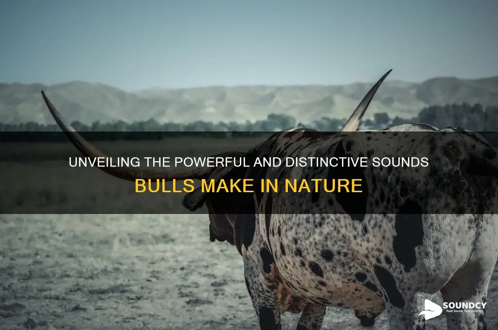 what do bulls sound like