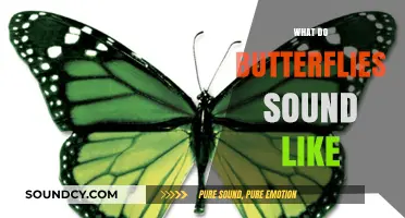 Unveiling the Gentle Whispers: What Do Butterflies Sound Like?