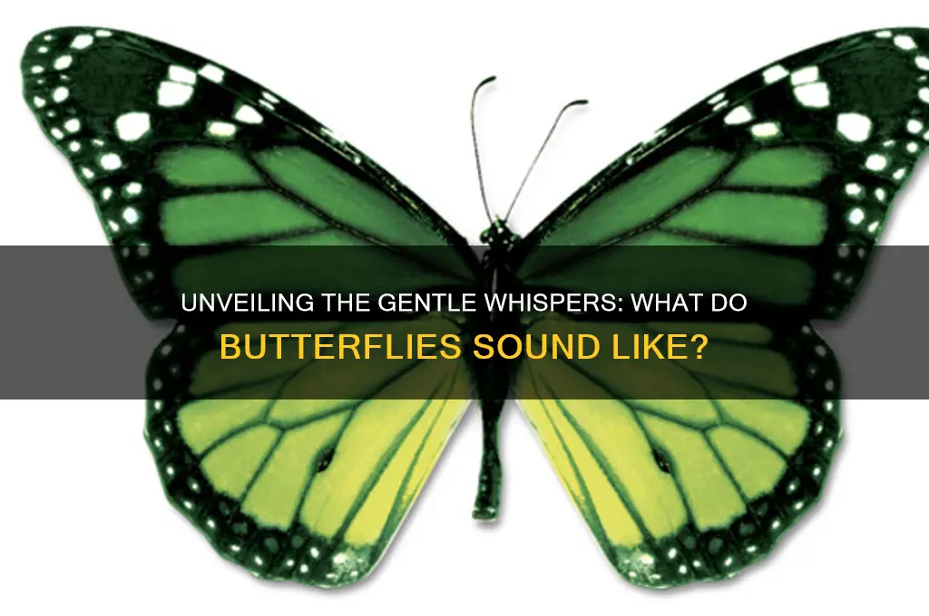 what do butterflies sound like