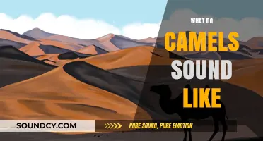 Unveiling the Unique Vocalizations: What Do Camels Sound Like?