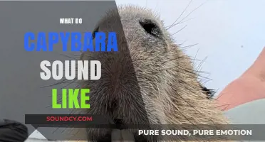Discover the Unique Vocalizations: What Do Capybaras Sound Like?