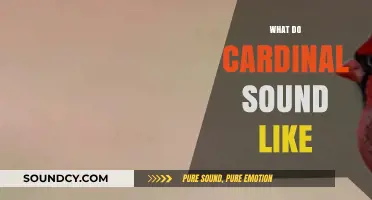 Discover the Unique and Melodic Songs of Cardinals in Nature