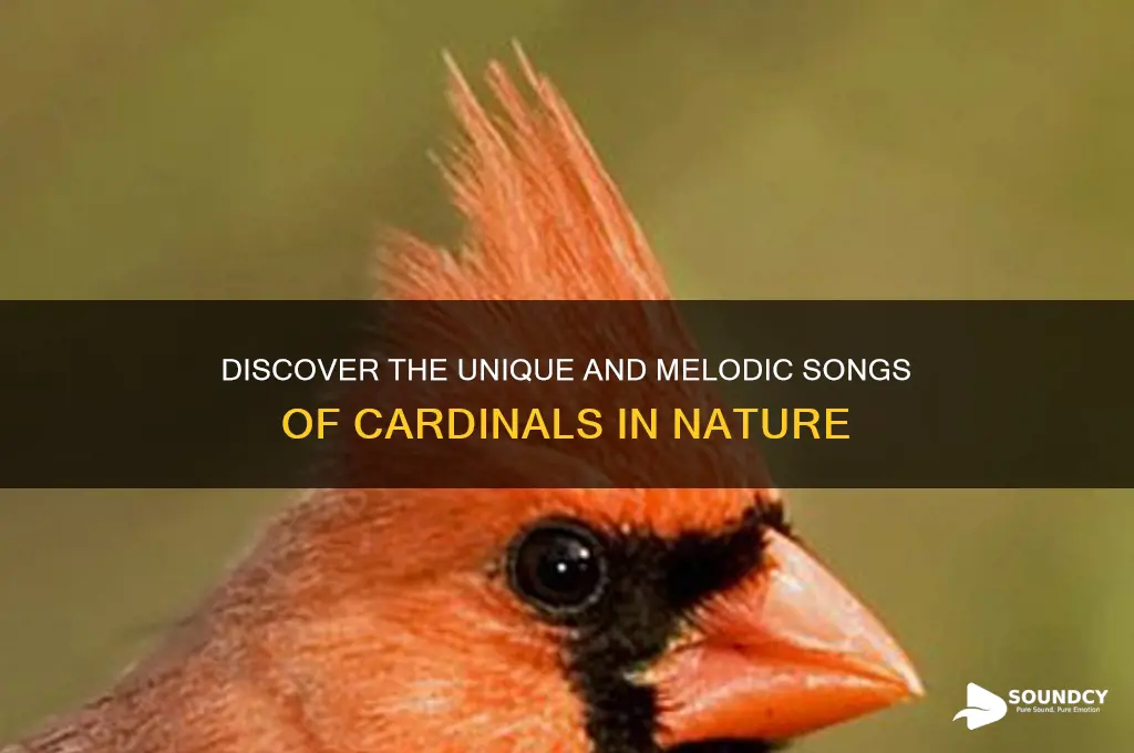 what do cardinal sound like