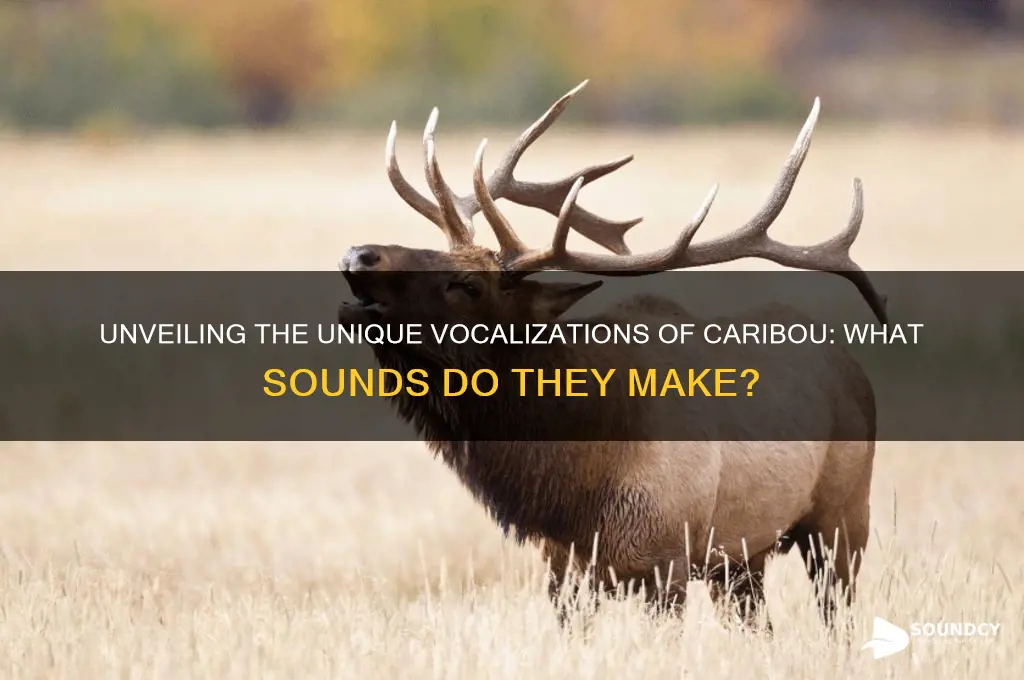 what do caribou sound like