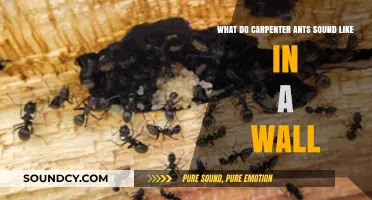 Exploring the Mysterious Noises of Carpenter Ants in Your Walls