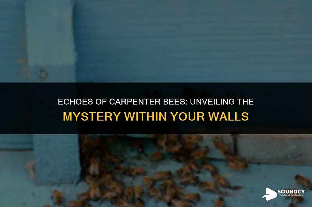 what do carpenter bees sound like in the wall