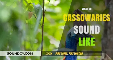 Unveiling the Unique Vocalizations: What Do Cassowaries Sound Like?